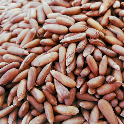 premium nuts